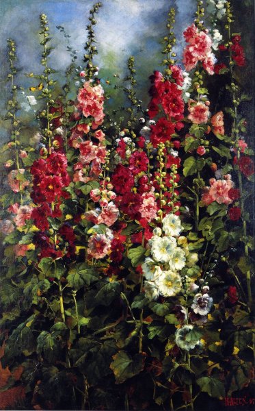 Hollyhocks