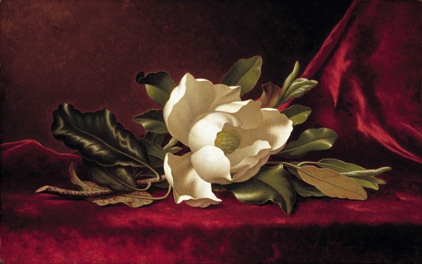 The Magnolia Blossom