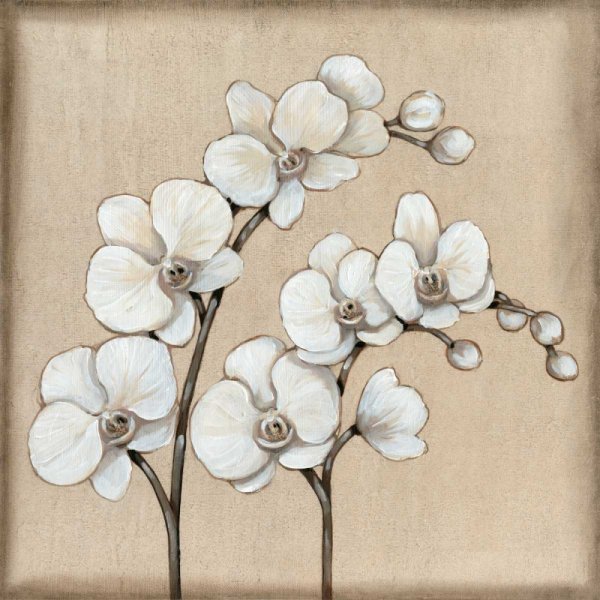 White Orchid II